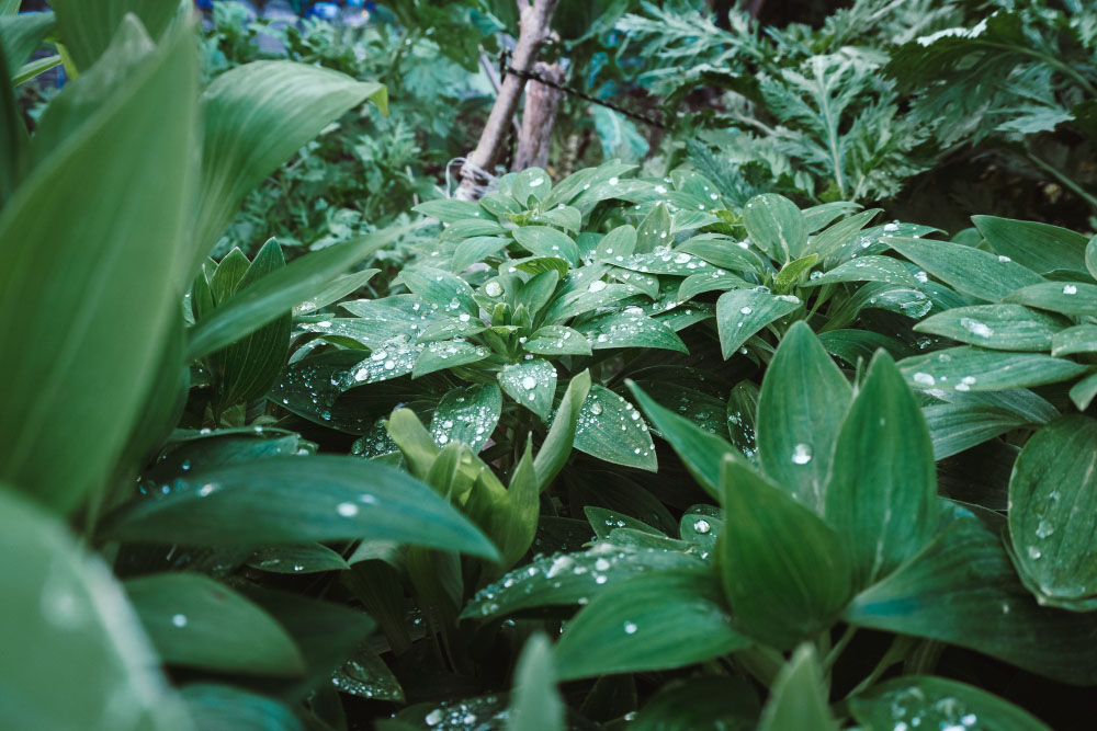 The Worst Invasive Plants in Florida and How to Clear Them