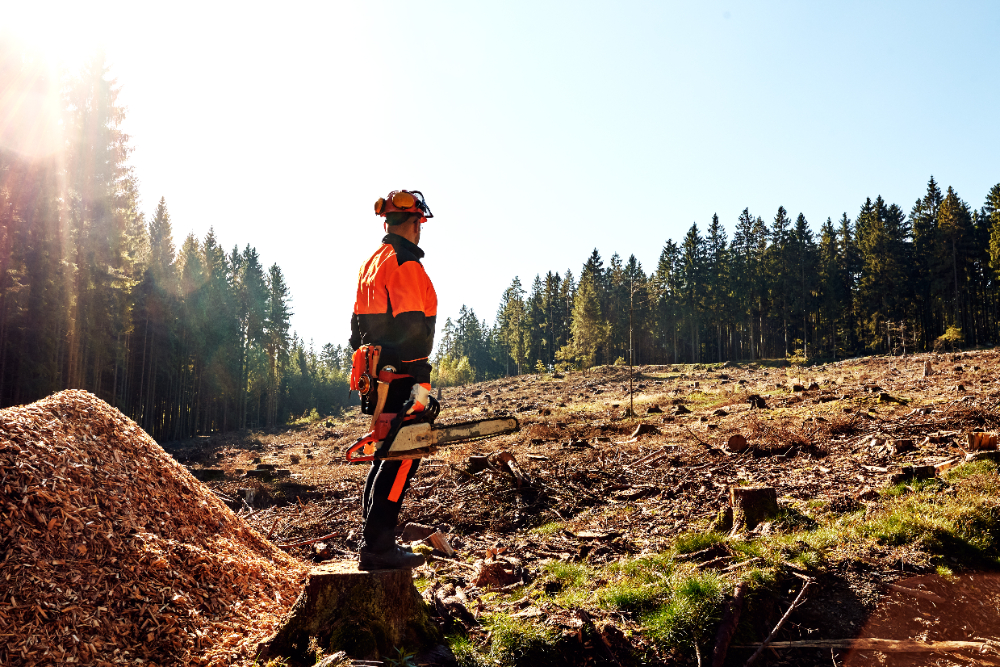 Ways Land Clearing Contractors Can Help You