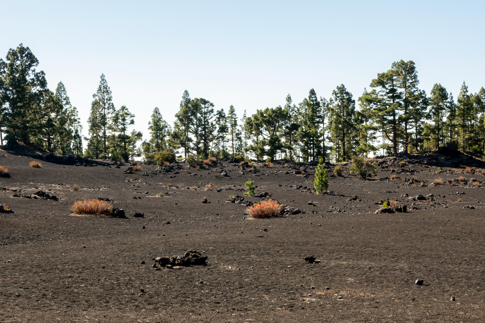 Effective Pasture Reclamation