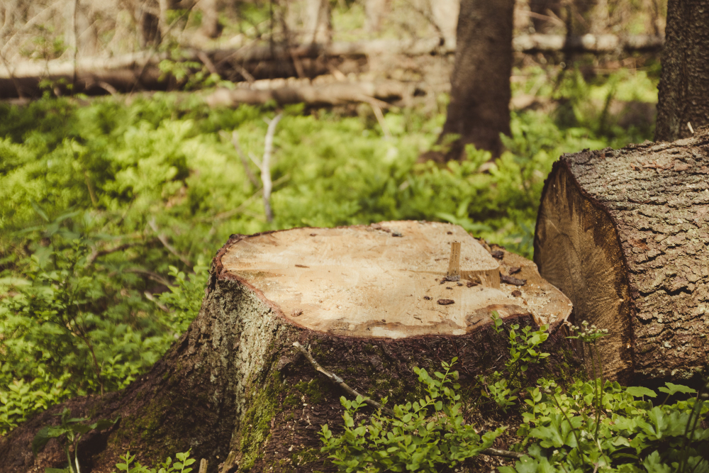 The Ultimate Guide to Stump Grinding Techniques