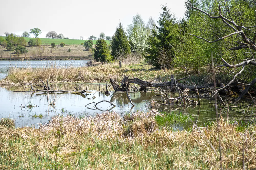 Land Clearing for Lakes and Ponds: Why It Matters and How to Do It Right