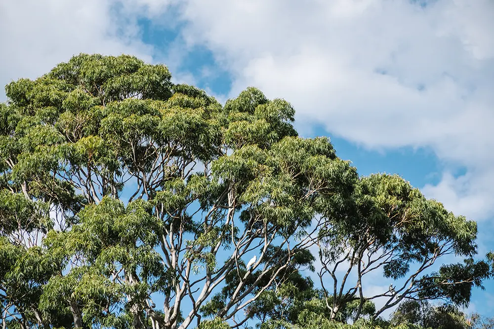 Unveiling the Impact of Invasive Tree Species on Florida's Ecosystem